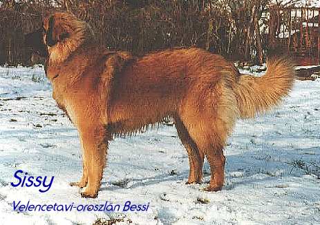 Sissy - Leonberger Sissy-Haus