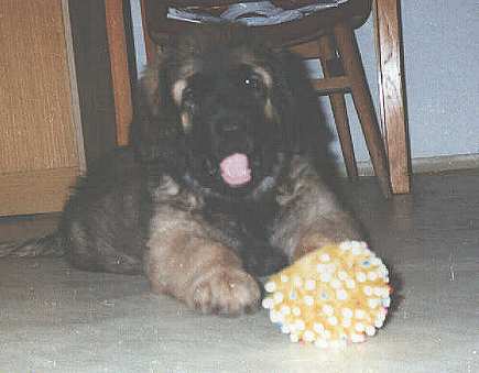 Sissy - Leonberger Sissy-Haus