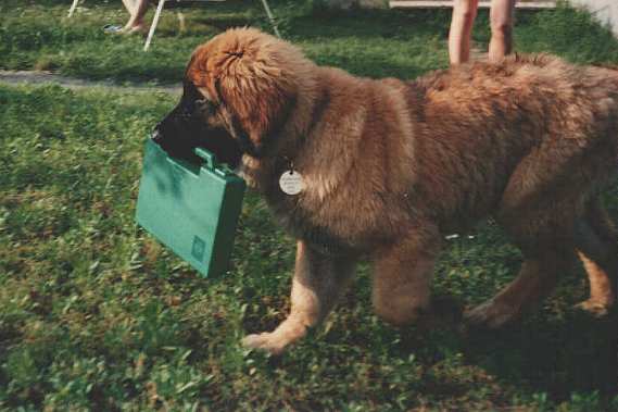 Sissy - Leonberger Sissy-Haus