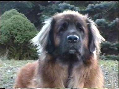 Aquino-Zep L�we v. Vogtland