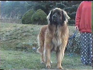 Ein Fips Enkel: Aquino-Zep L�we Vogtland