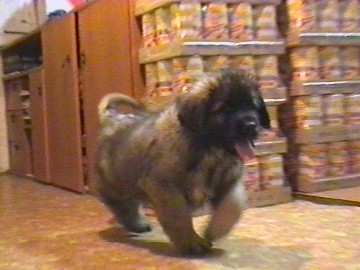 Eddy-L�we v. Sissy-Haus 