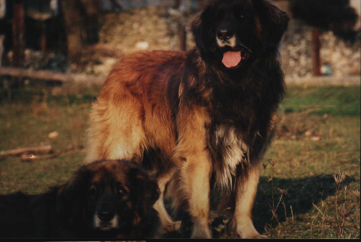 Fips v.d Hirschhalde