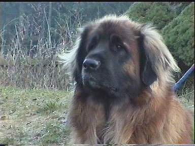 Aquino-Zep L�we v. Vogtland