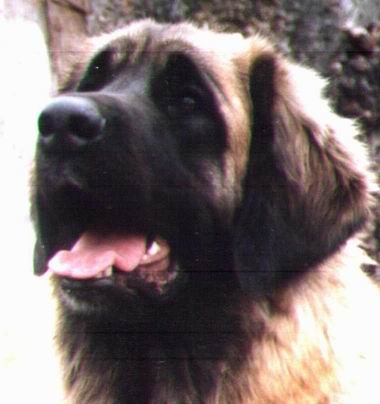 Ágacska v. Sissy-Haus "MAGUS"