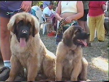 Alf v Orsissy-Haus & Icebear v. Sissy-Haus