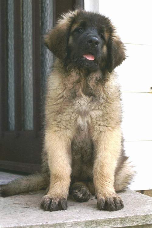 Idefix v. Sissy-Haus