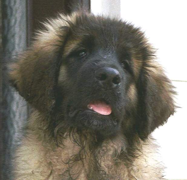 Idefix v. Sissy-Haus