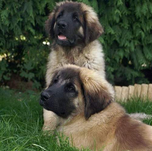 Idefix&Ifea v. Sissy-Haus