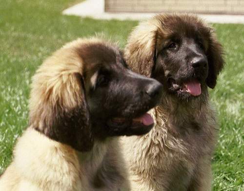 Idefix & Ifea v. Sissy-Haus