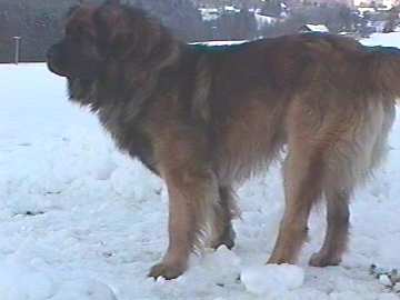 Dragongardens �mir vor Welland 