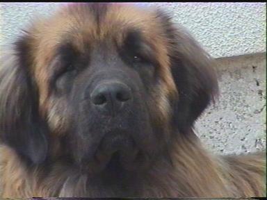 Garaboncias v. Sissy-Haus