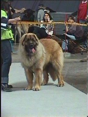 Husz�r v. Sissy-Haus