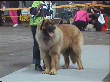 Husz�r v. Sissy-Haus