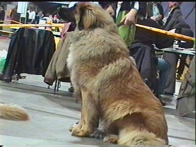 Husz�r v. Sissy-Haus