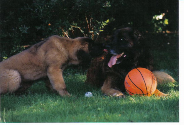 Priamos, the big brother