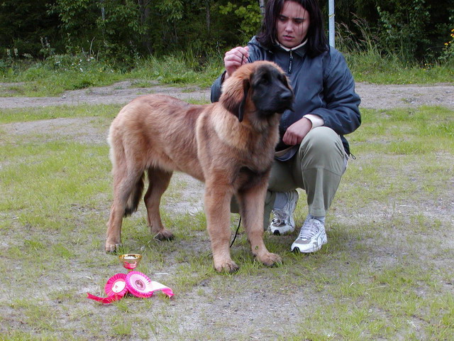 first show- first win ! Best of Breed Puppy