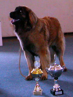 VDH-Europajugendsieger: Neverending-Story v. Sissy-Haus