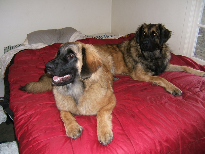 Olwen v. Sissy-Haus  (left)  USA