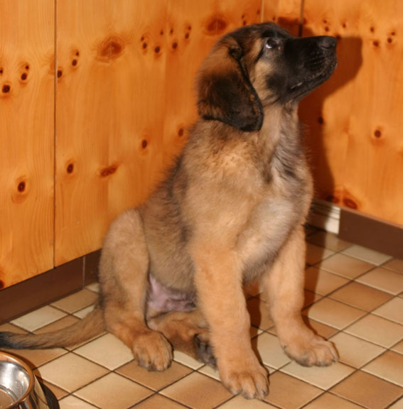 Othello v. Sissy-Haus - Deutschland