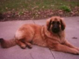 Ocean v. Sissy-Haus  - USA