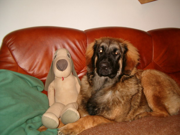 Odessa v. Sissy-Haus  - Hungary