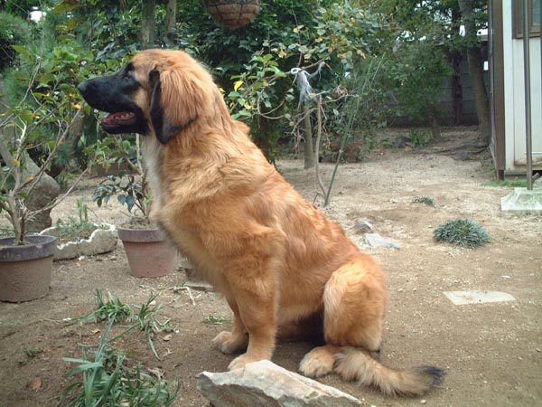 Orion v. Sissy-Haus - Japan