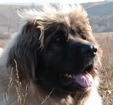 Gullefjuns Bladlus "Nelly"