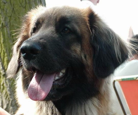 Indiangirl v. Sissy-Haus