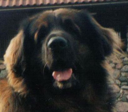 Kinglord's Mr DeSevres