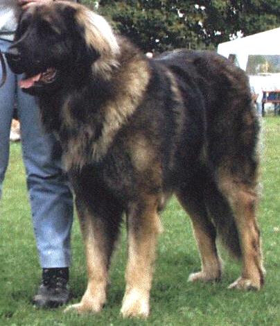 Aladin -Leonberger Sissy-Haus