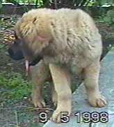 Baldur-Leonberger Sissy-Haus