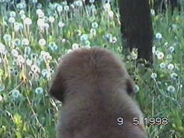Baldur-Leonberger Sissy-Haus