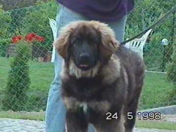 Bleibtreu (Fekete)-Leonberger Sissy-Haus