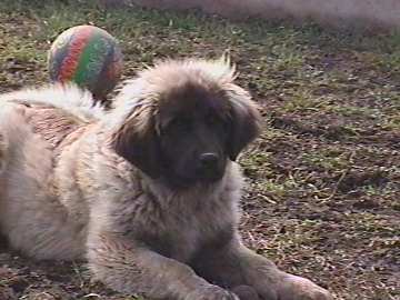 Chino -Leonberger Sissy-Haus