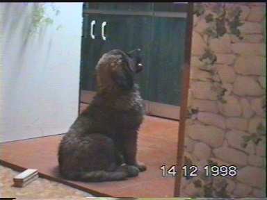 C...-Leonberger Sissy-Haus