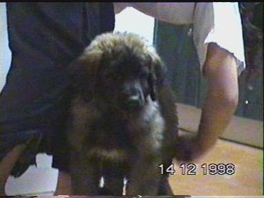 C...-Leonberger Sissy-Haus