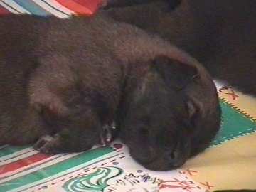 d.....sissy-Leonberger Sissy-Haus