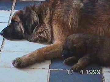 d.....sissy-Leonberger Sissy-Haus