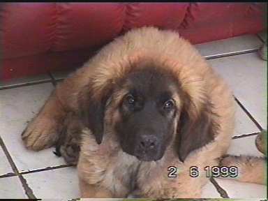 D'artagnan -Leonberger Sissy-Haus