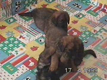 d.....sissy-Leonberger Sissy-Haus