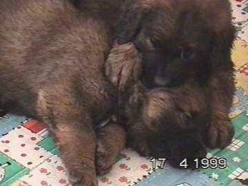 d.....sissy-Leonberger Sissy-Haus