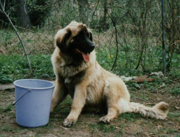 M�gus - Sissy-Haus Leonberger