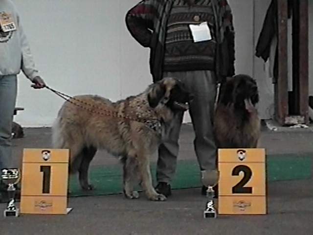 M�gus - Sissy-Haus Leonberger