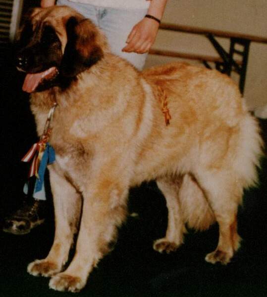 M�gus - Sissy-Haus Leonberger