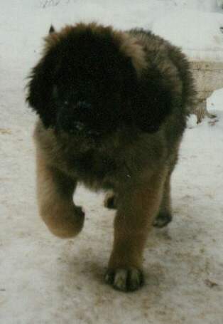 M�gus - Sissy-Haus Leonberger