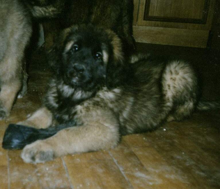 M�gus - Sissy-Haus Leonberger