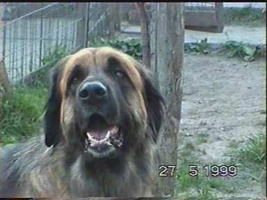Sissy - Leonberger Sissy-Haus