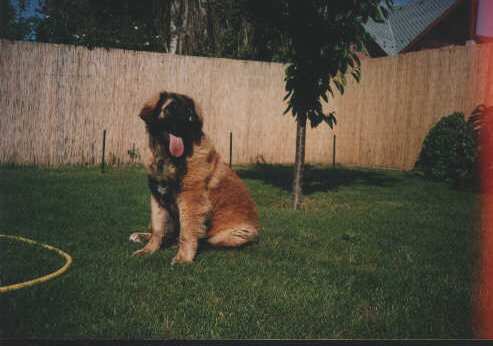 El-Roy v. Sissy-Haus