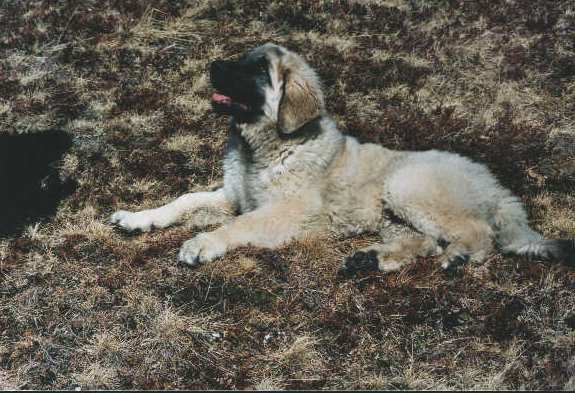 Elliot v. Sissy-Haus